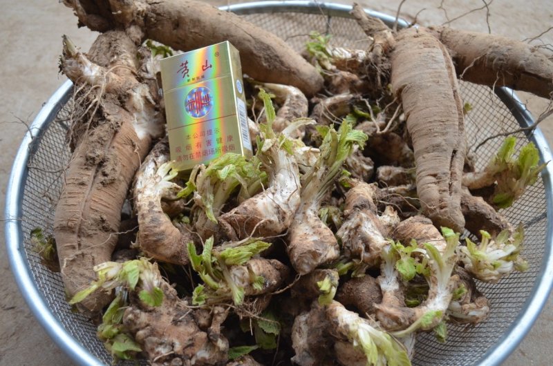 玄参芽玄参苗玄参种苗香蕉玄参红薯玄参投资小收益快