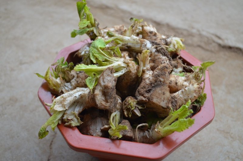 玄参芽玄参种苗玄参苗玄参芽子成活率高根系发达