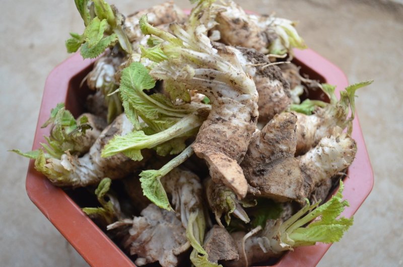 玄参芽玄参种苗玄参苗玄参芽子成活率高根系发达