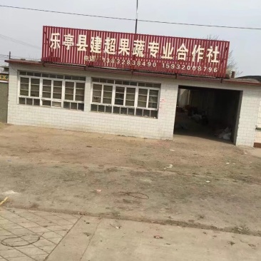 2019年毛桃上市
