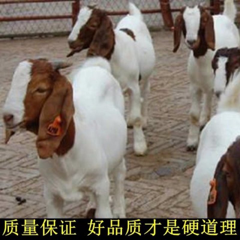 活羊纯种波尔山羊3-6月幼崽小羊羔怀孕母羊种公羊