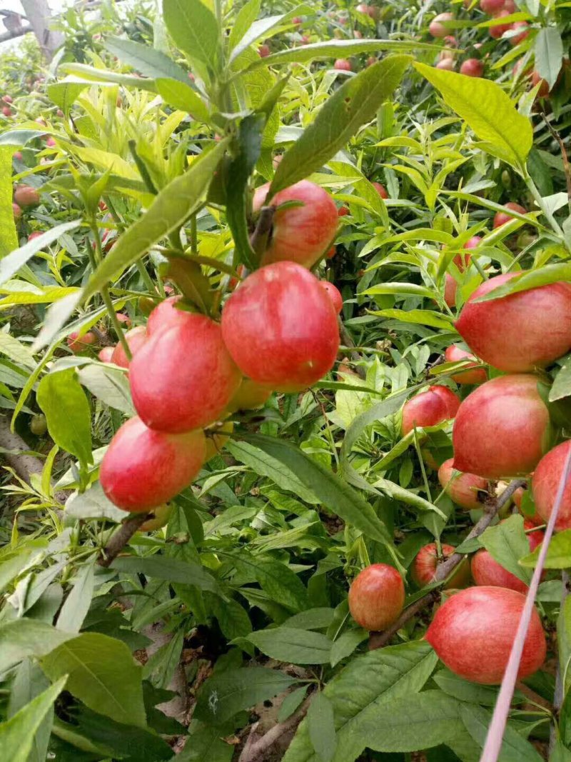 冠县李才油桃大量上市