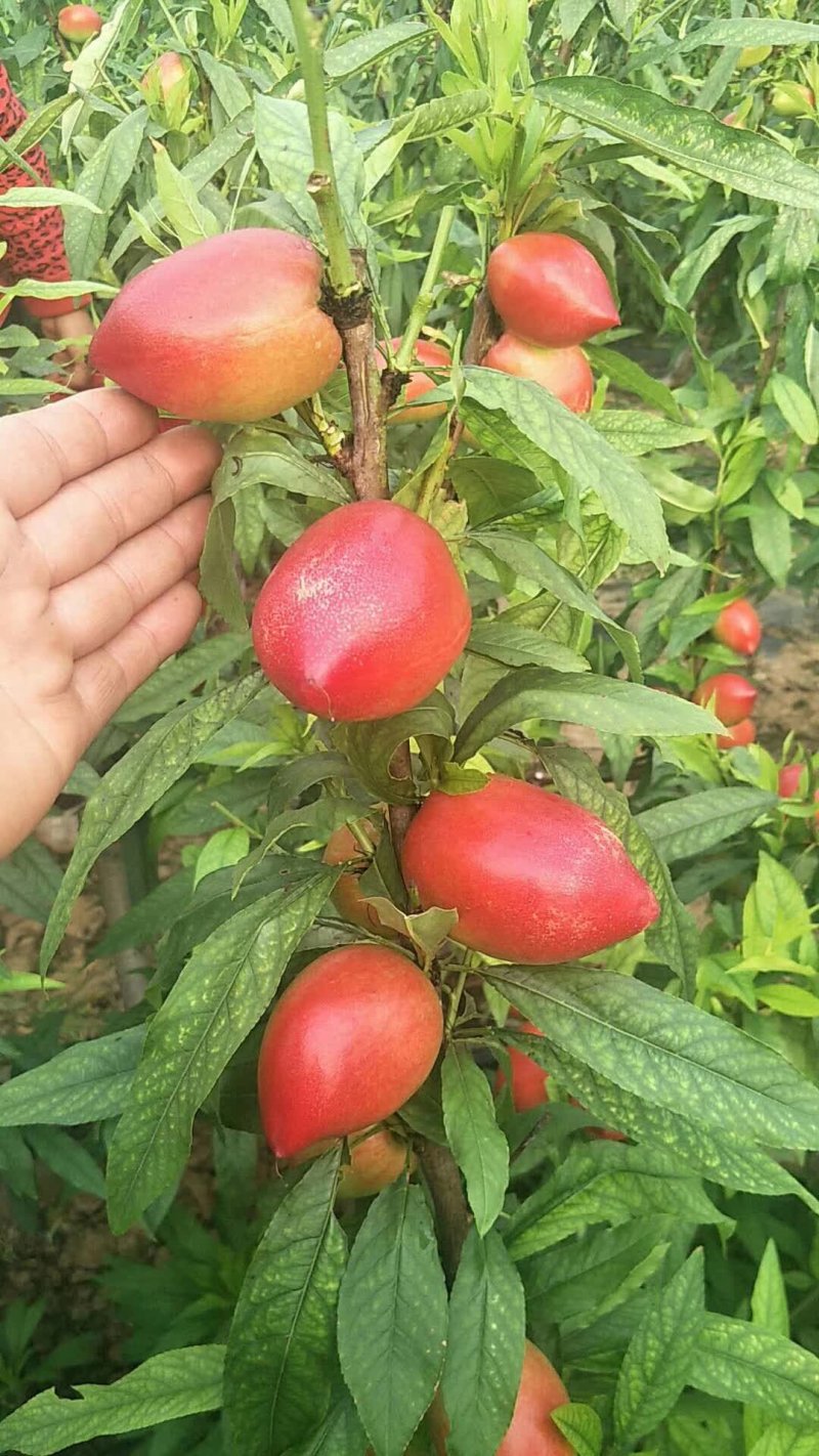 冠县李才油桃大量上市