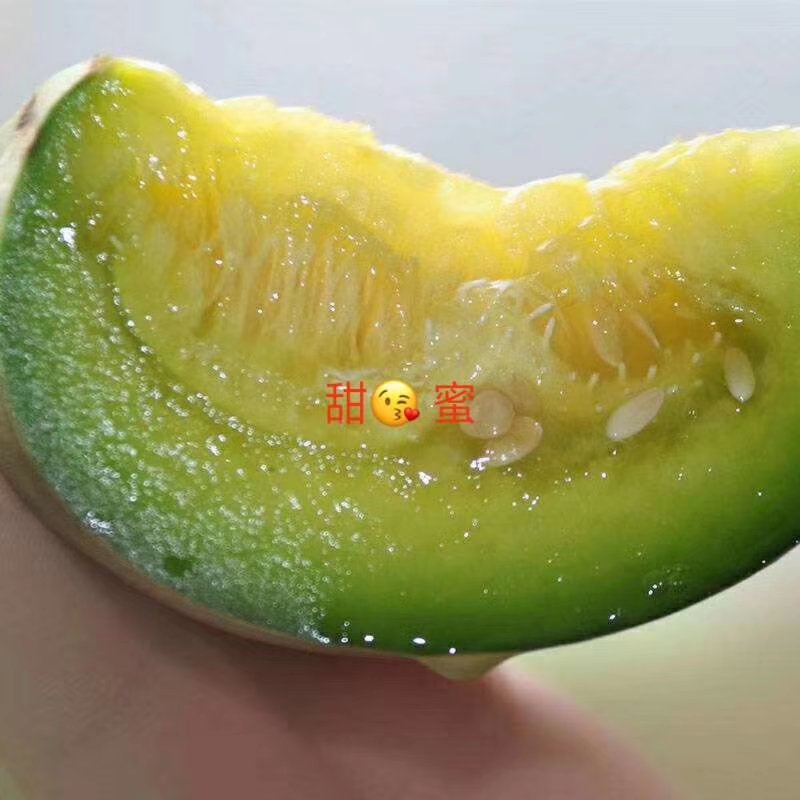 2019年乐亭甜瓜