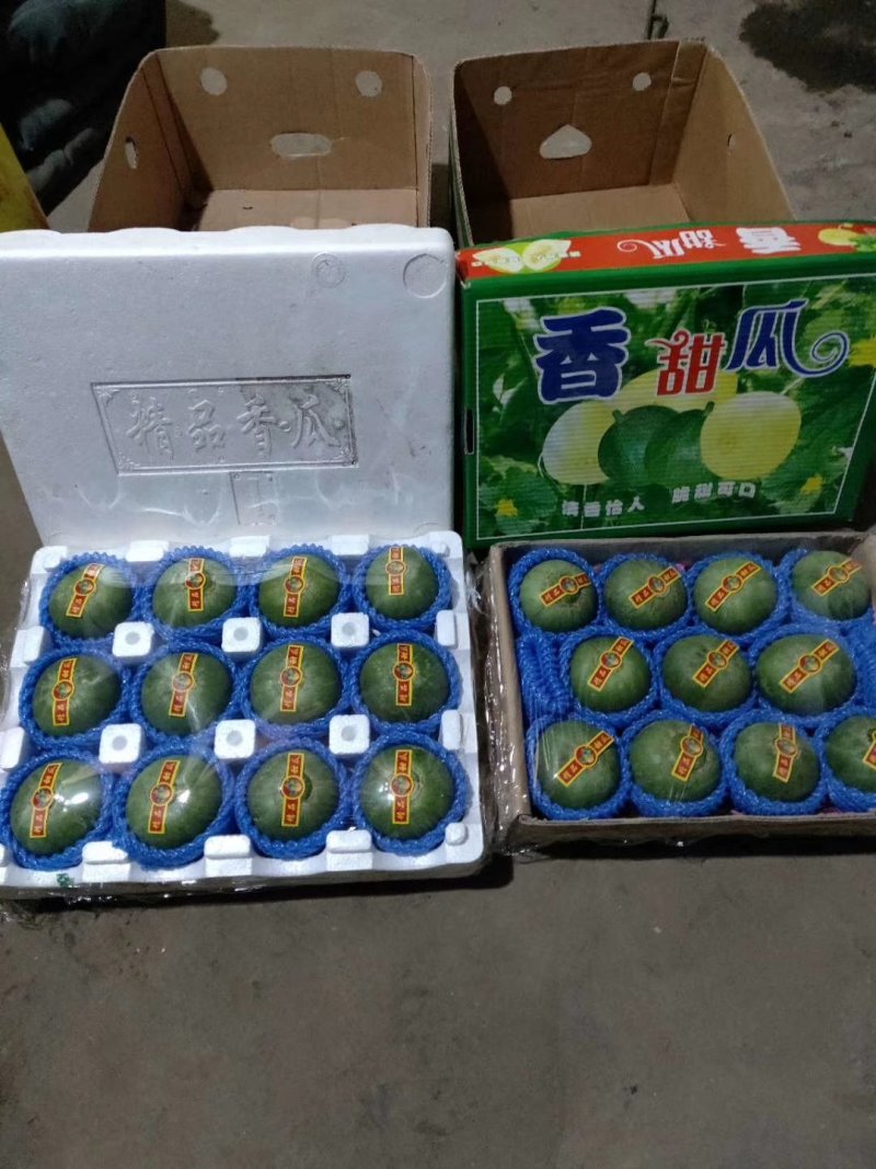 2019年乐亭甜瓜