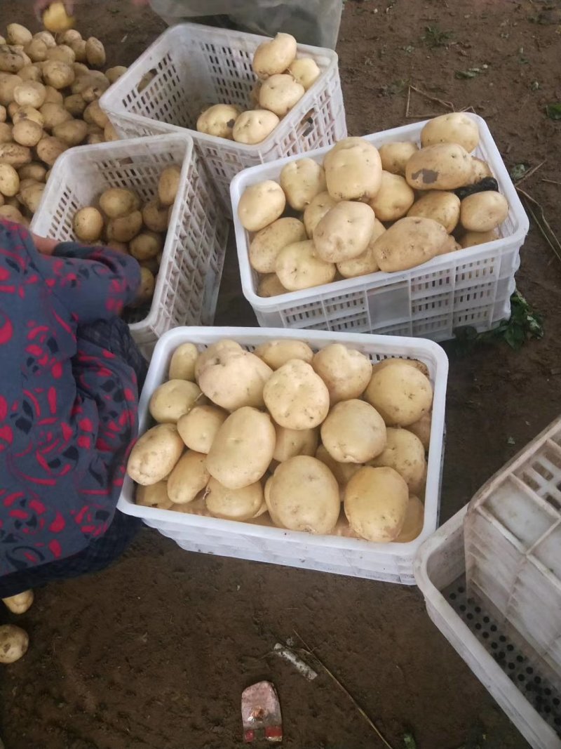 土豆五月十五号大量供应中暑五号，希森，V7，荷兰