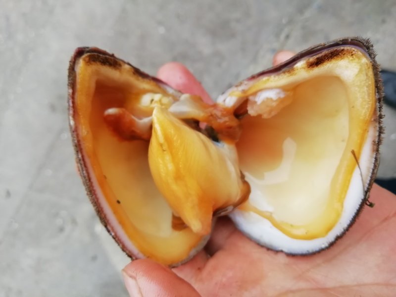 马蹄螺
