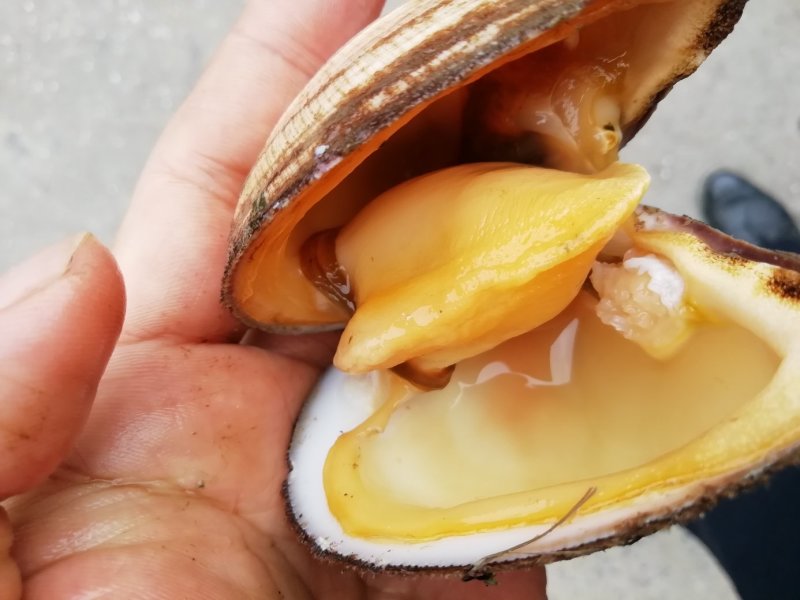 马蹄螺