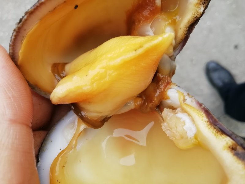 马蹄螺