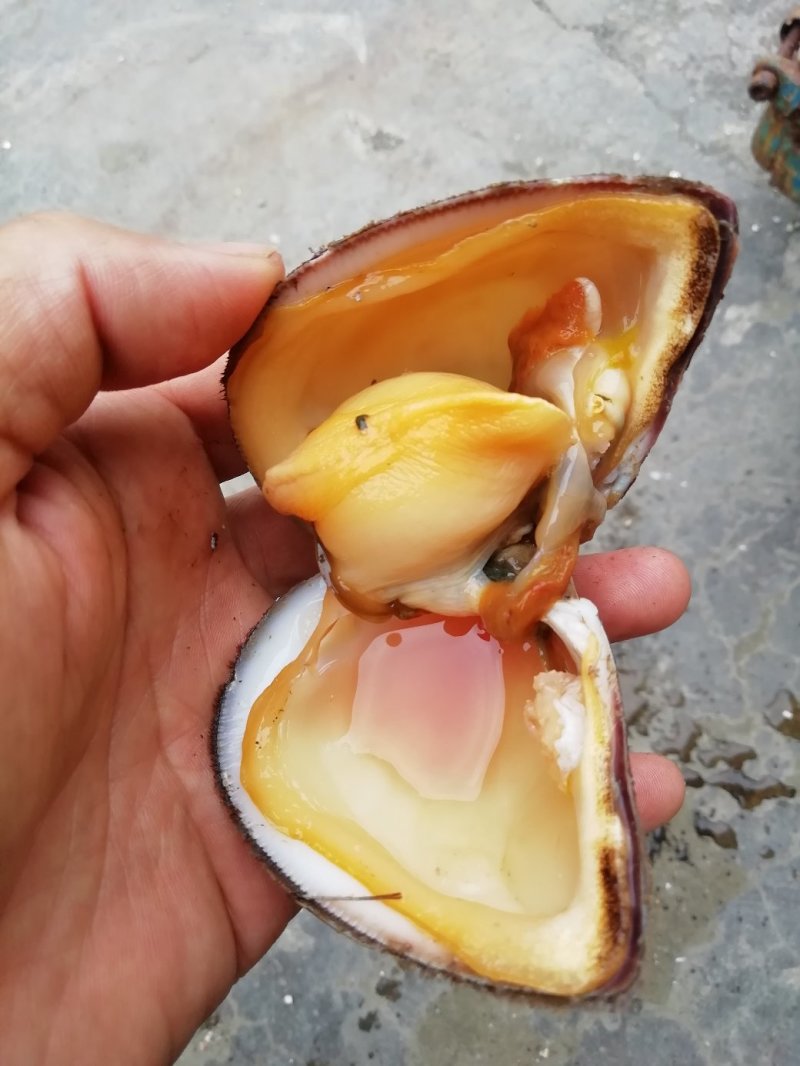 马蹄螺