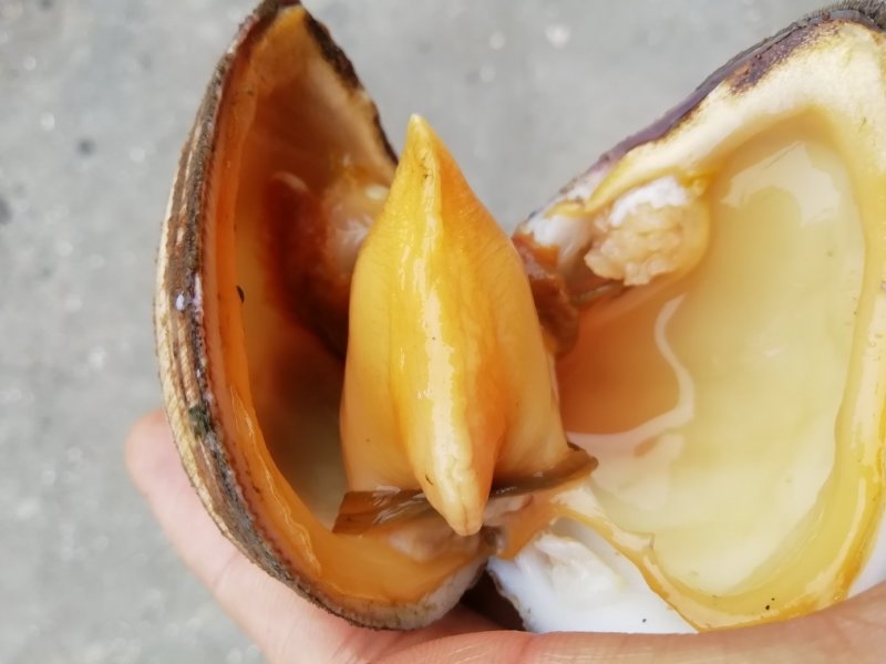 马蹄螺