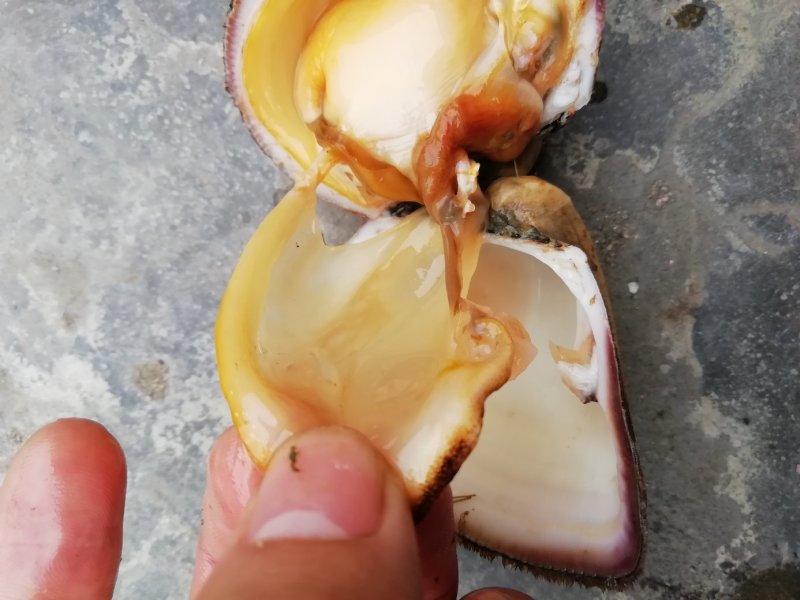 马蹄螺