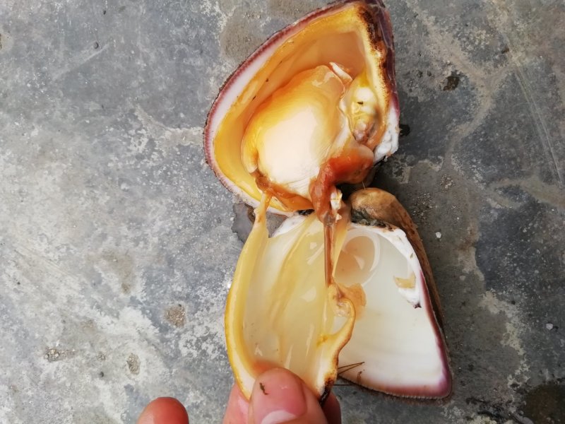 马蹄螺