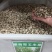 墨西哥玉米草种子产量高适口性好发芽率高可货到付款