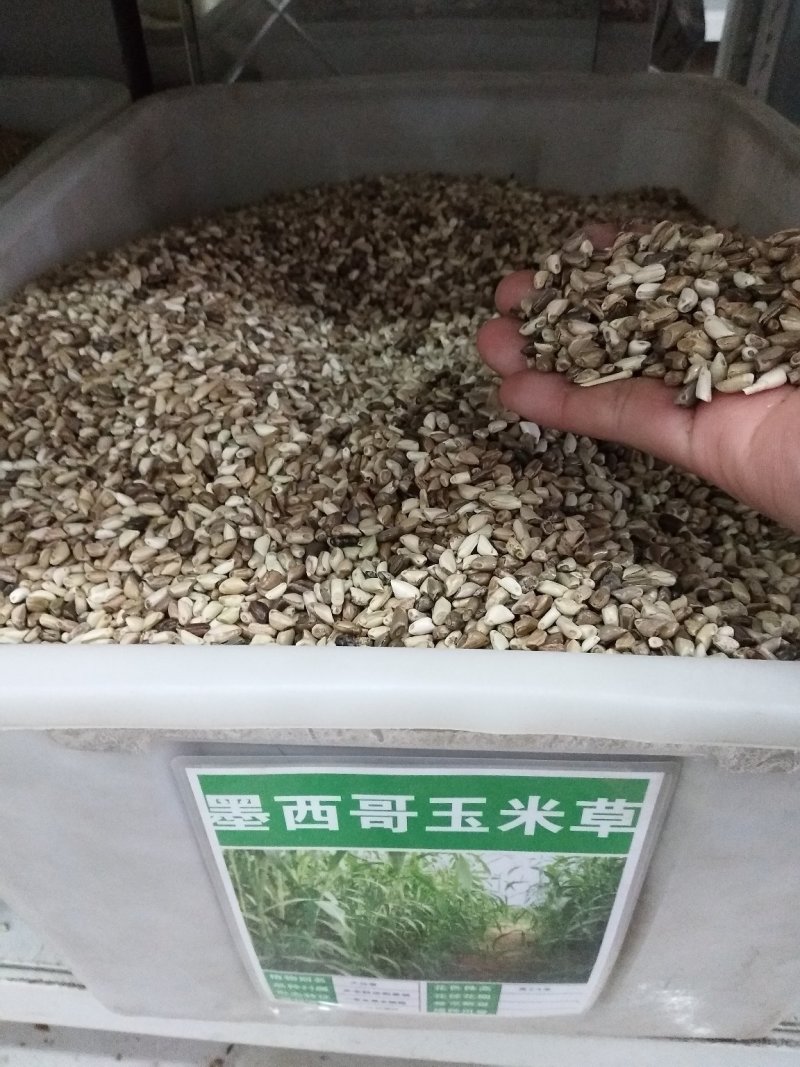 墨西哥玉米草种子产量高适口性好发芽率高可货到付款