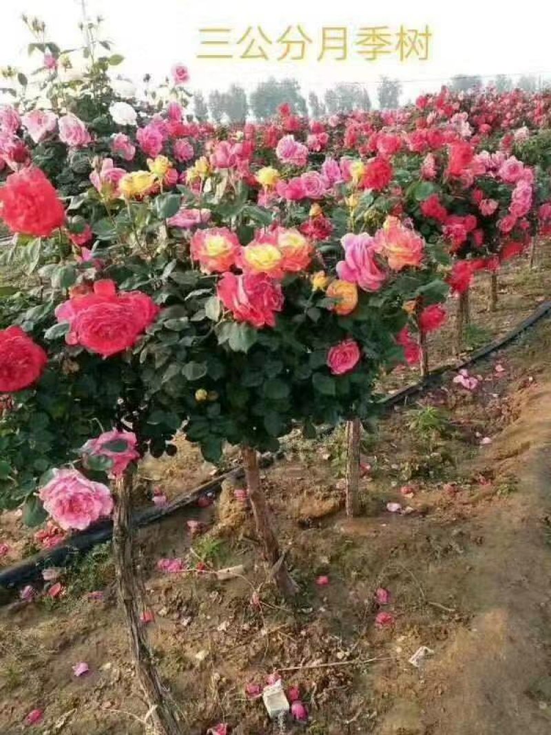 树壮月季苗1---10公分有货