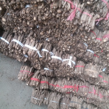 桐树根中林9501新品种，河南货源，速生四倍体泡桐树根