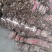 桐树根中林9501新品种，河南货源，速生四倍体泡桐树根