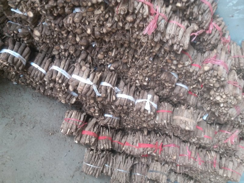 桐树根中林9501新品种，河南货源，速生四倍体泡桐树根