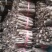 桐树根中林9501新品种，河南货源，速生四倍体泡桐树根