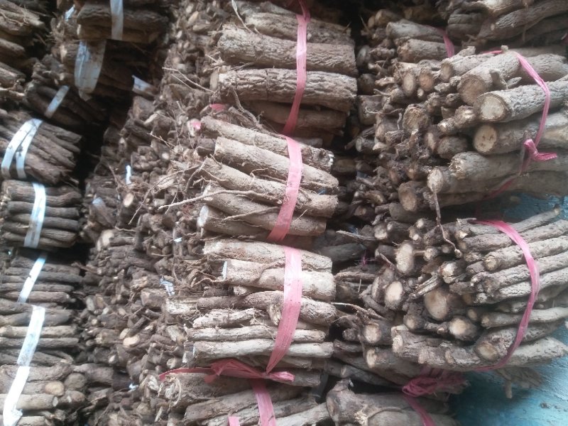 桐树根中林9501新品种，河南货源，速生四倍体泡桐树根
