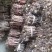 桐树根中林9501新品种，河南货源，速生四倍体泡桐树根