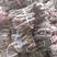 桐树根中林9501新品种，河南货源，速生四倍体泡桐树根