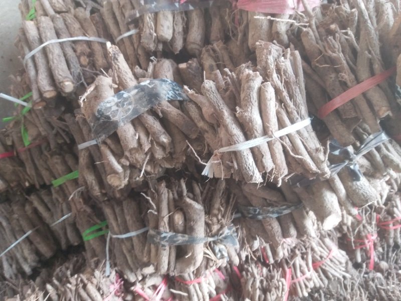 桐树根中林9501新品种，河南货源，速生四倍体泡桐树根