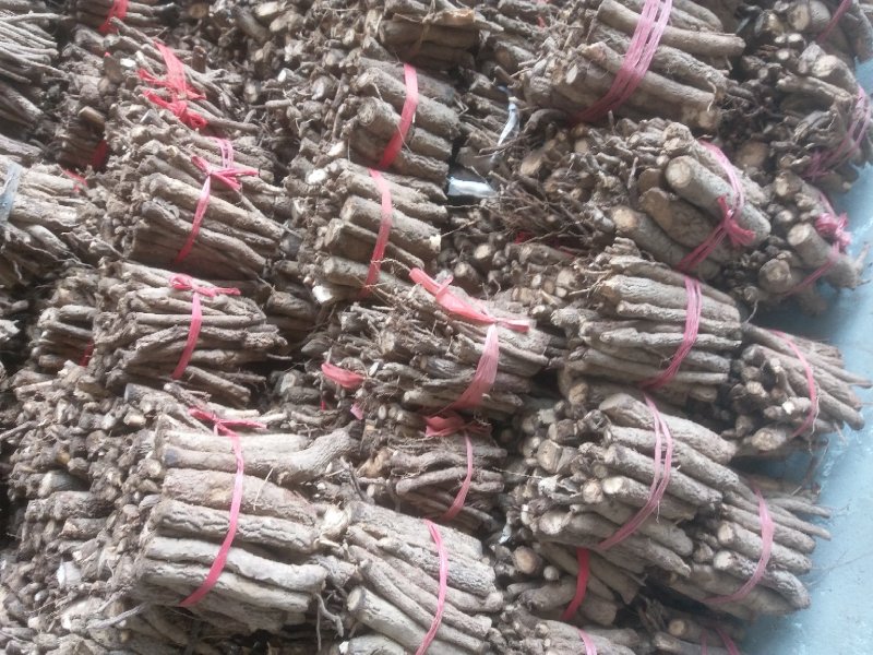 桐树根中林9501新品种，河南货源，速生四倍体泡桐树根