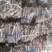 桐树根中林9501新品种，河南货源，速生四倍体泡桐树根