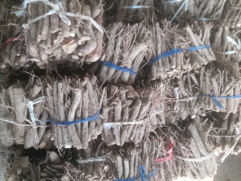 桐树根中林9501新品种，河南货源，速生四倍体泡桐树根
