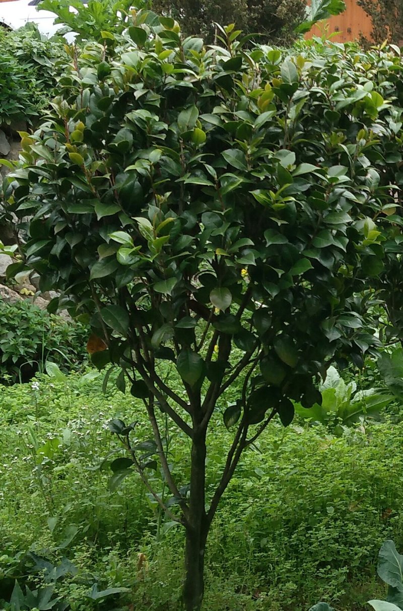 山茶花九转大红
