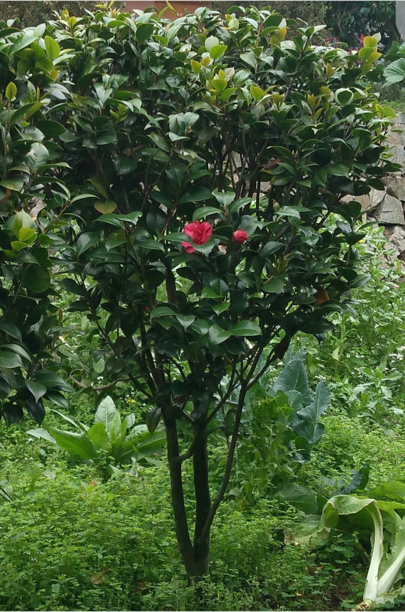 山茶花九转大红