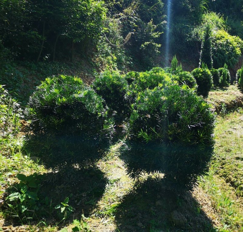 罗汉松球型庭院景观苗