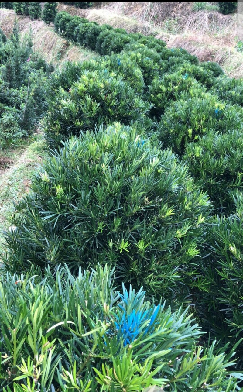 罗汉松球型庭院景观苗