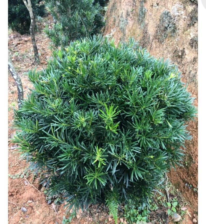 罗汉松球型庭院景观苗