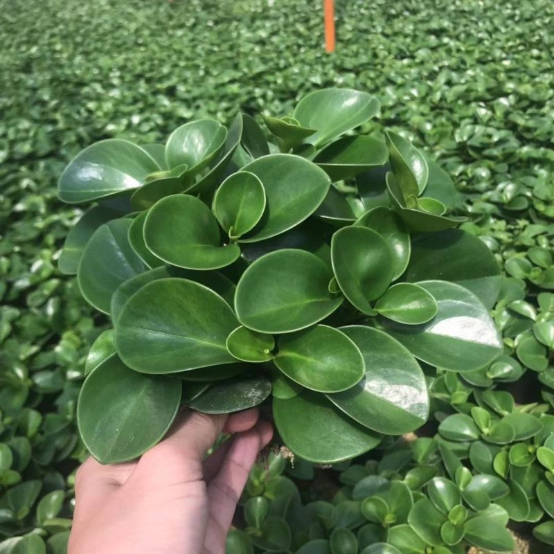 青叶碧玉豆瓣绿种植户直销一手货源视频照片看货量大长期供应