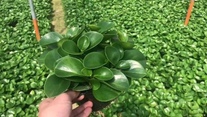 青叶碧玉豆瓣绿种植户直销一手货源视频照片看货量大长期供应