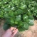 青叶碧玉豆瓣绿种植户直销一手货源视频照片看货量大长期供应
