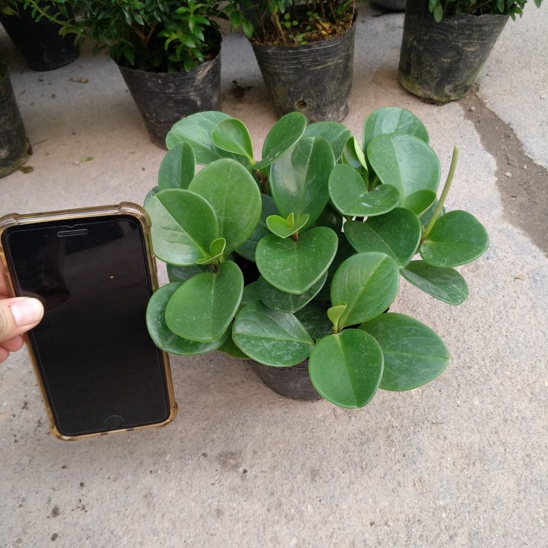 青叶碧玉豆瓣绿种植户直销一手货源视频照片看货量大长期供应