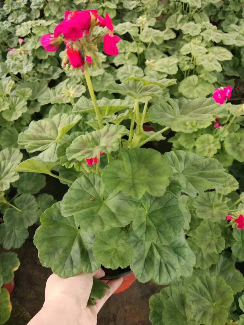 精品天竺葵基地大量现货供应