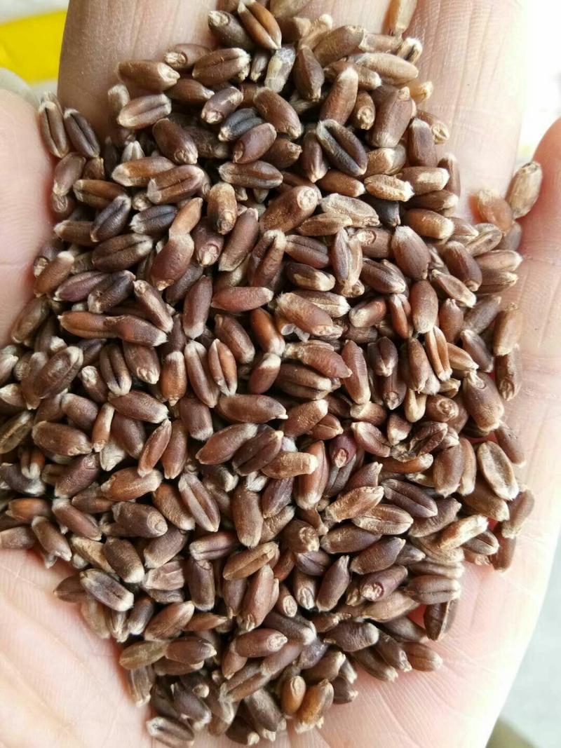 厂家大量批发今年黑小麦
