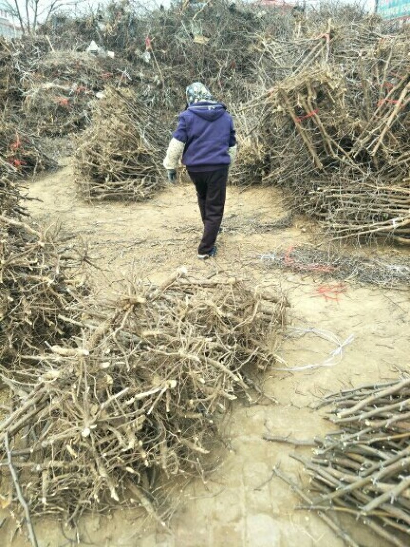 优质冬枣树苗当年结果提供管理技术当天挖树，当天发货欢迎咨询