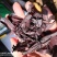 紫草干货硬紫草纯叶2斤起包邮量大优惠