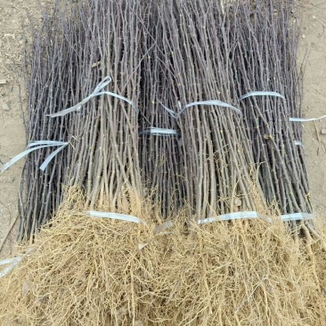 大红袍花椒苗，花椒苗基地，物流方便，诚信第一