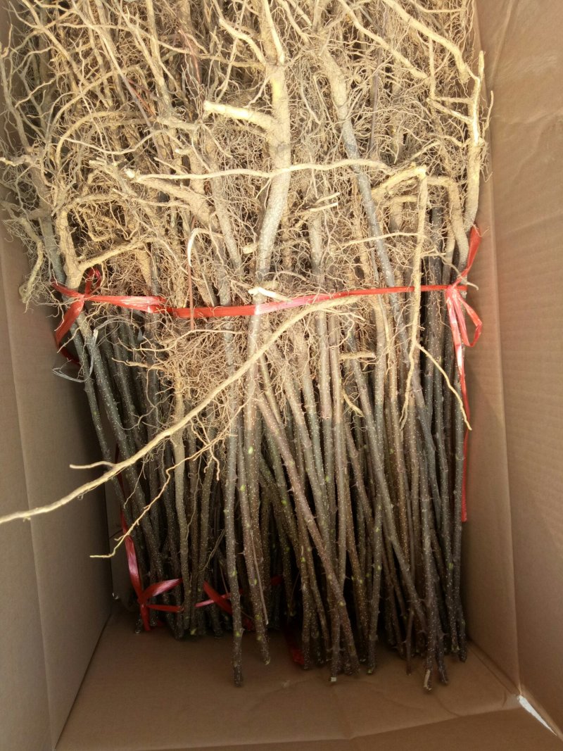 大红袍花椒苗，花椒苗基地，物流方便，诚信第一
