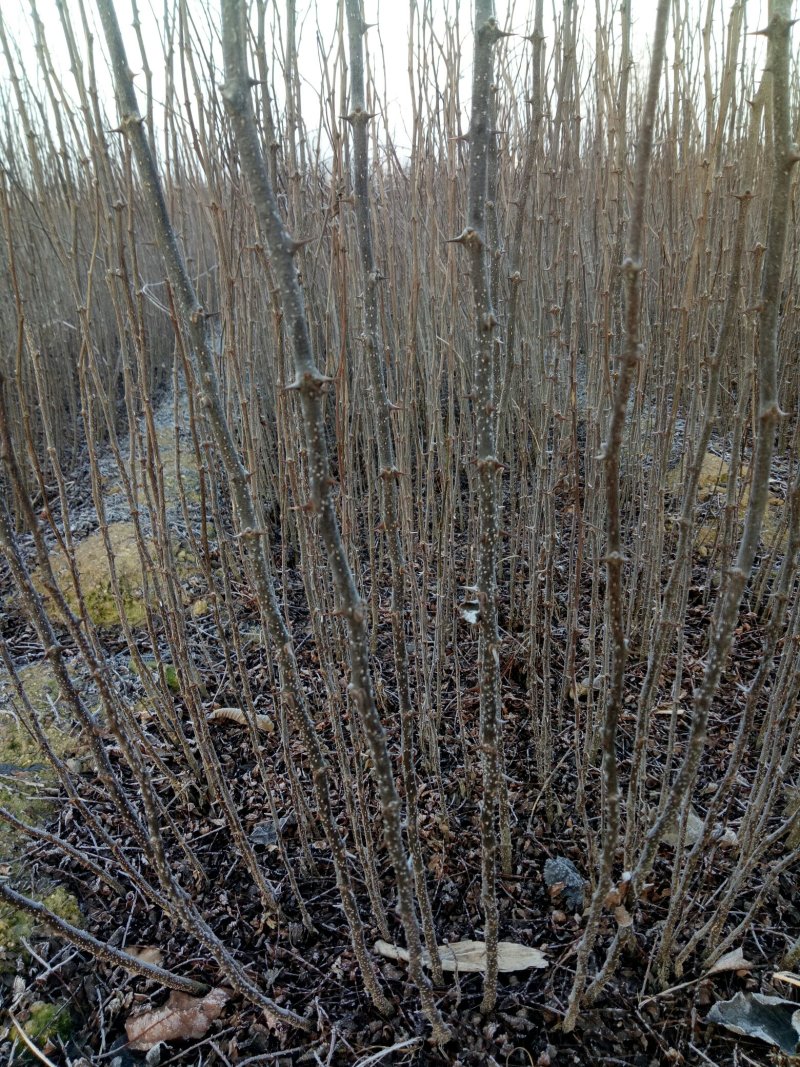 大红袍花椒苗，花椒苗基地，物流方便，诚信第一