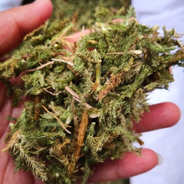 伸筋草云南干货2斤包邮量大从优常年经营中药材