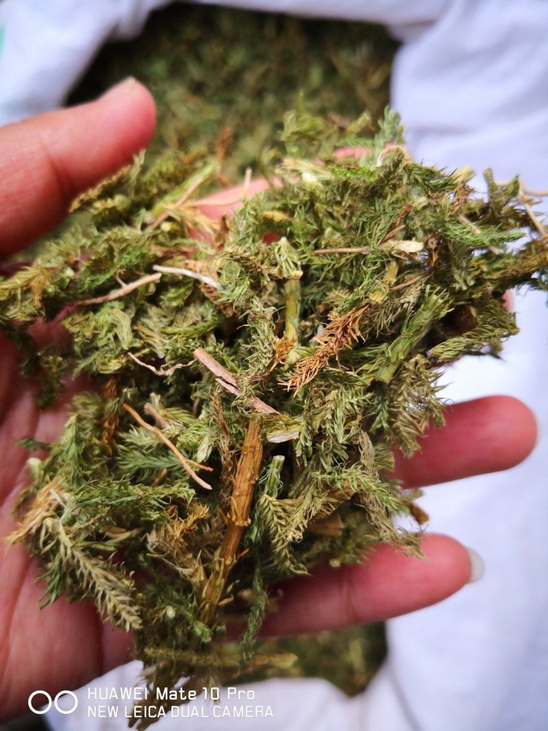 伸筋草云南干货2斤包邮量大从优常年经营中药材