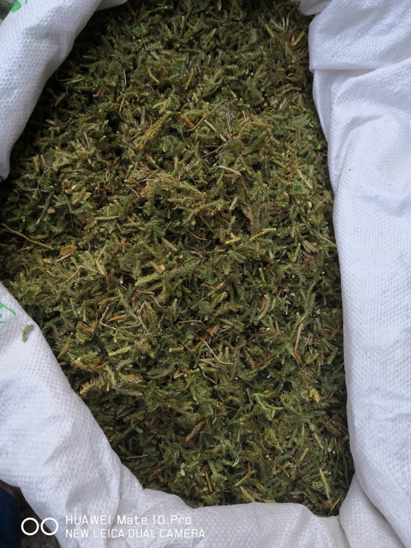 伸筋草云南干货2斤包邮量大从优常年经营中药材